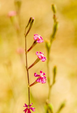 Çan içinde bir grup menekşe çiçeği