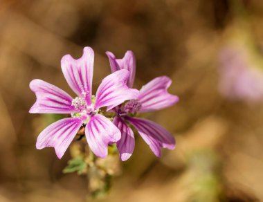 bir çift menekşe çiçeği