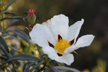 Kistus 'un Beyaz Çiçeği ladanifer ve koyu arkaplan