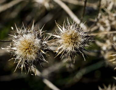 Tarlada devedikenleri kurut.