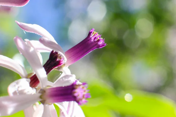 Mehrere Blumen Garten Mit Bokeh Hintergrund — Stockfoto