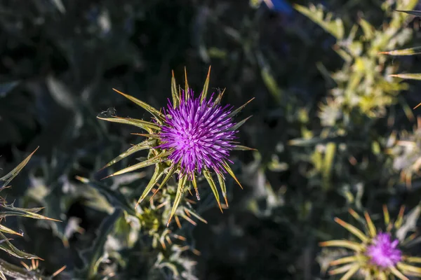 Milk Thistle Street — Stock Photo, Image