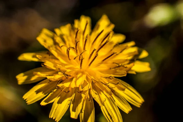 Желтый Цветок Большим Количеством Лепестков — стоковое фото