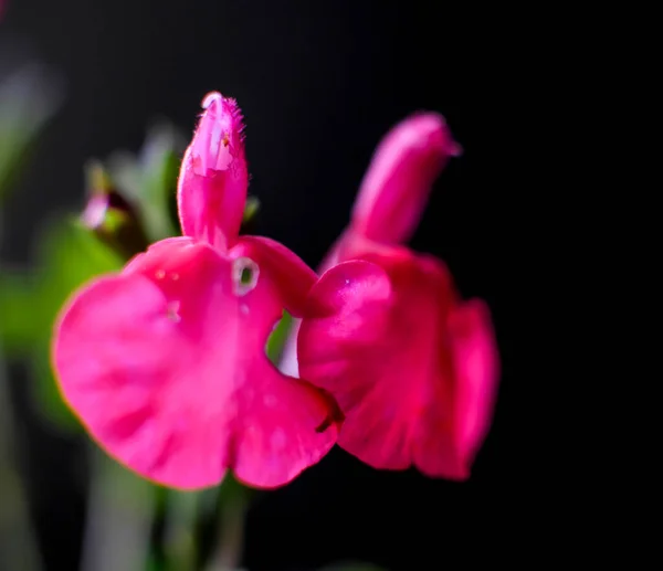 Zwei Violette Blumen Auf Dunklem Hintergrund — Stockfoto