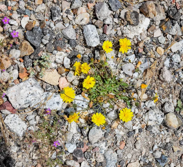 Желтые Цветы Среди Камней Дороге — стоковое фото