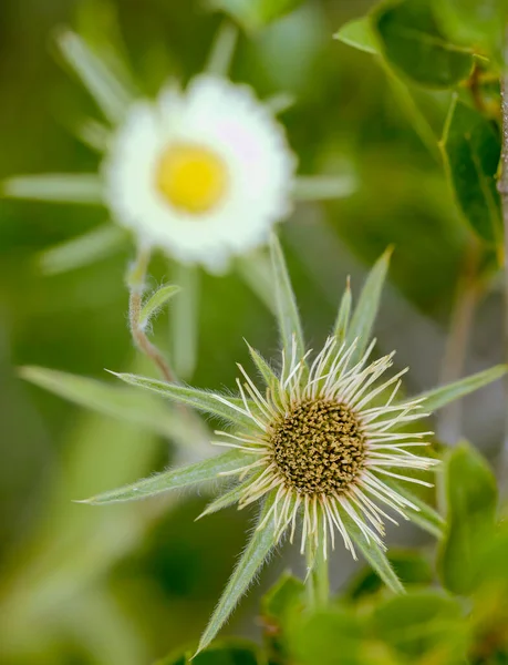 Pareja Flores Una Seca Una Vívida Borrosa — Foto de Stock