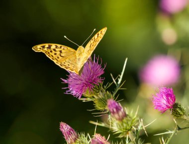 Devedikeni çiçekleri üzerinde sarı ve siyah kelebek