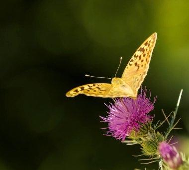 Devedikeni çiçekleri üzerinde sarı ve siyah kelebek