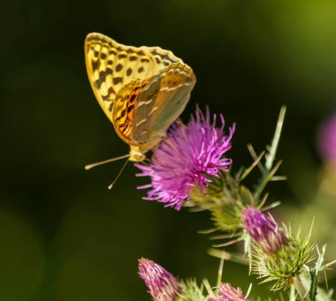 Devedikeni çiçekleri üzerinde sarı ve siyah kelebek