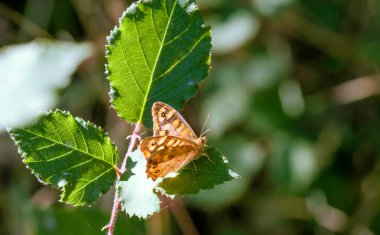 Kahverengi kelebek çalıların üzerinde