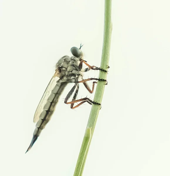 Small Insect Perched Green Branch — Stock Photo, Image