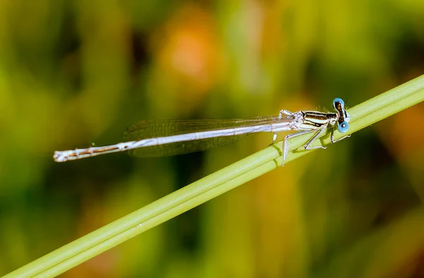 Blue Eyed Dragonfly Perched Branch — Stock Photo, Image