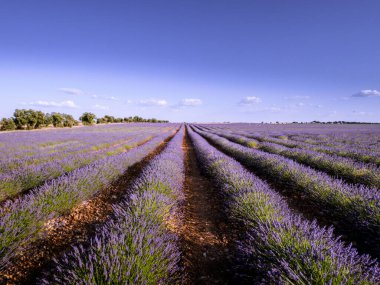 Çiftlikte bir sürü lavanta var.