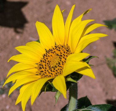 Çiftlikte eşsiz bir ayçiçeği