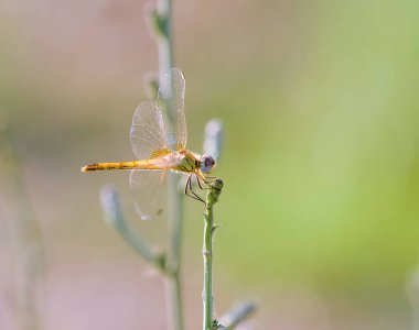 Yusufçuk dalların arasında çırpınıyor.