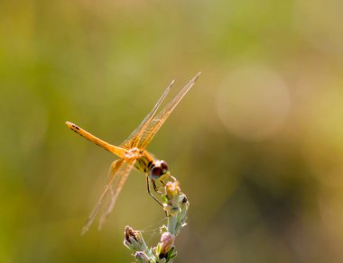 Yusufçuk arka planı bulanık bir dala ulaşıyor.