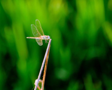 Alt kısmı bulanık bir dalda yusufçuk.