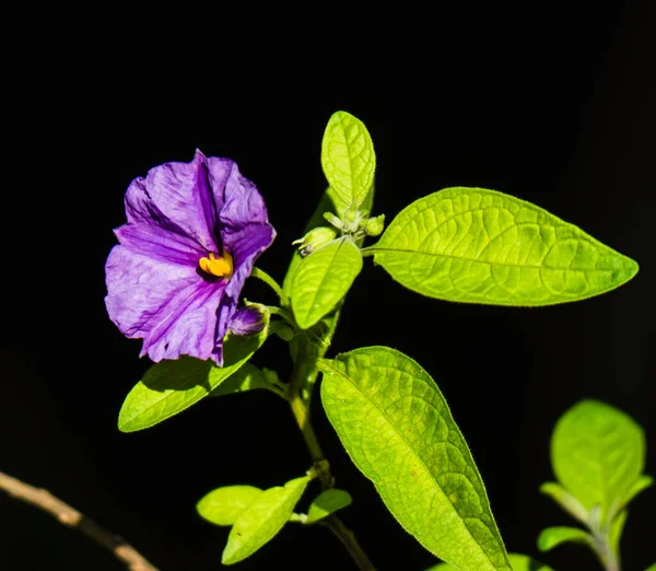 Violette Glockenblüte Mit Schwarzem Hintergrund — Stockfoto