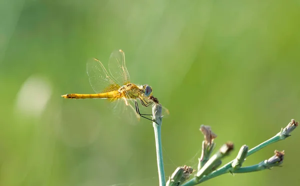 Dragonfly Kvist Med Suddig Bakgrund — Stockfoto