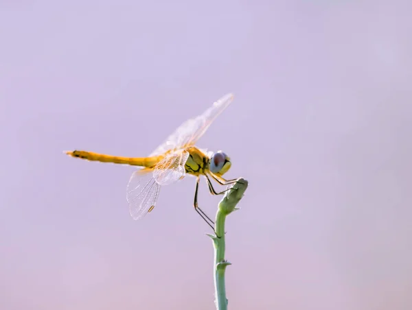 Dragonfly Med Blå Bakgrund Från Himlen — Stockfoto