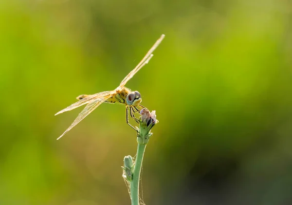 Yusufçuk Tarlada Pirincin Arasında — Stok fotoğraf