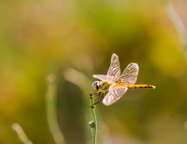 Dragonfly Med Vingar Utsträckta Mot Vinden — Stockfoto