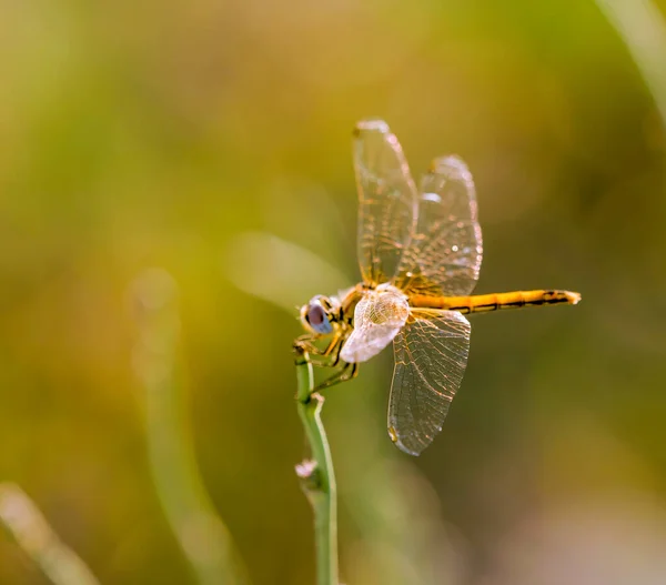 Dragonfly Med Vingar Utsträckta Mot Vinden — Stockfoto