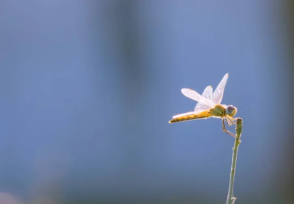 Libelle Auf Dem Blauen Hintergrund Des Himmels — Stockfoto