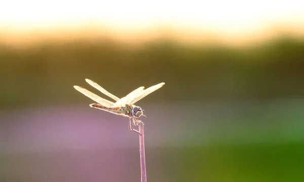 논밭에 잠자리 — 스톡 사진