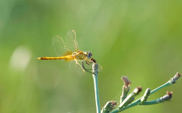 Dragonfly Ένα Κλαδί Θολή Φόντο Εικόνα Αρχείου