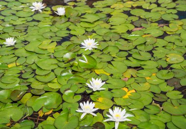 Park gölündeki zambaklar