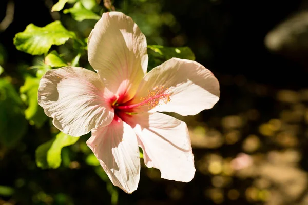 Fehér Hibiszkusz Kertben — Stock Fotó