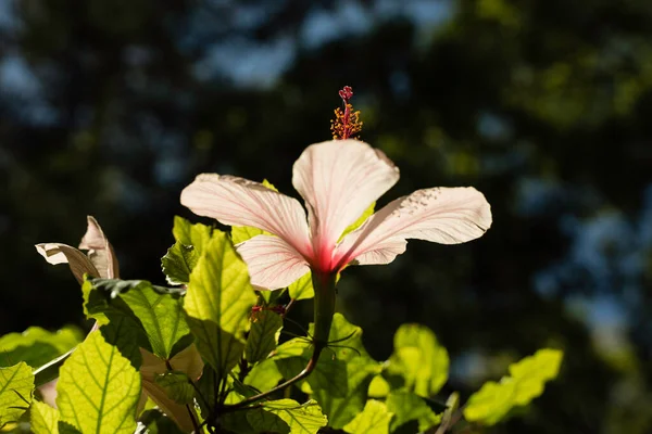 Rosafarbener Hibiskus Garten — Stockfoto