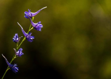 Çan içinde bir grup menekşe çiçeği