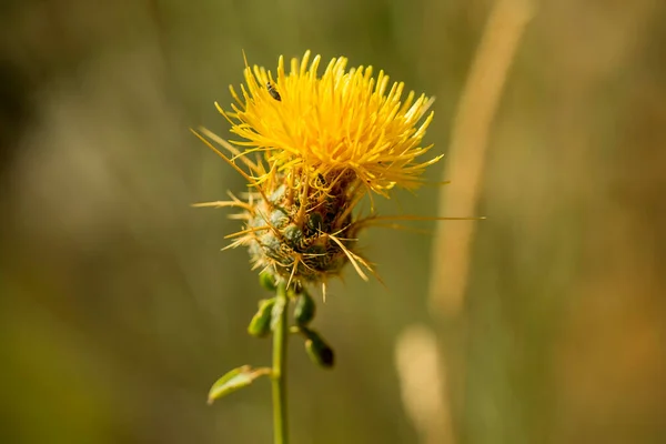 Flor Cardo Amarillo Primavera — Foto de Stock