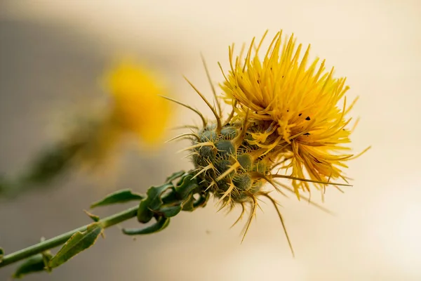 Желтый Цветок Чертополоха Весной — стоковое фото