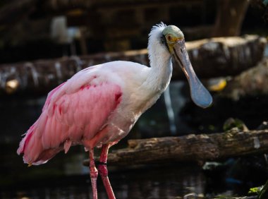 Uzun gagalı kuş nehir kenarında