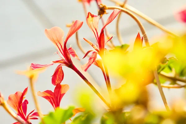 Orange Blume Makro Mit Wandboden — Stockfoto