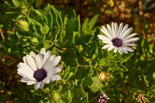 İki çiçekli Aster Massif.