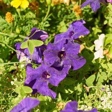   Tarlada çan şeklinde çiçekler                             