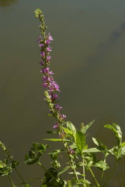 Çiçeklerin nektarını toplayan arı.                              