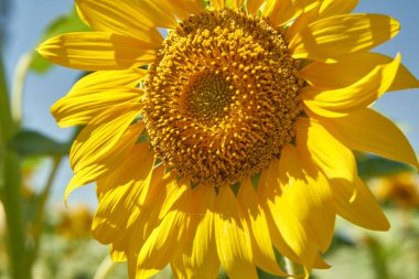 Güneşe bakmayan bir ayçiçeği.            