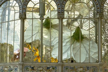 Dev çiçekler pencereden bakar.