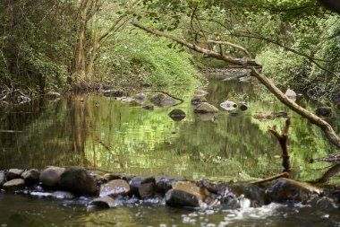 Nehirdeki bitki örtüsünün yansıması