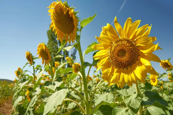 Bir sürü ayçiçeği olan bir çiftlik                               