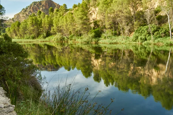 Nehirdeki bitki örtüsü