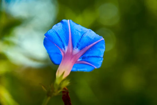Zemin mavisi veya mavi kaya bağcığı, Convolvulaceae familyasından bir bitki türü.