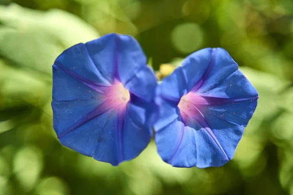 Das Gemahlene Blaue Oder Blaue Steinkraut Ist Eine Blütenpflanze Aus — Stockfoto