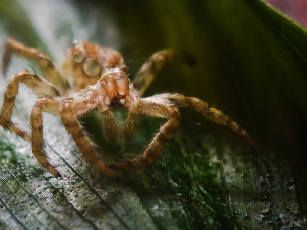 Spider Close Het Groene Blad — Stockfoto