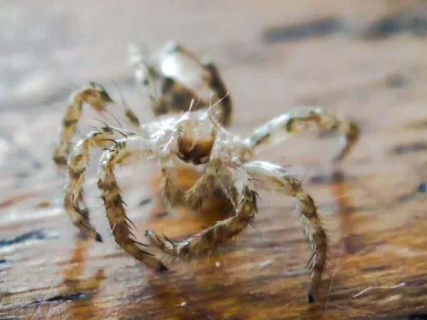 Spinne Auf Dem Tisch — Stockfoto